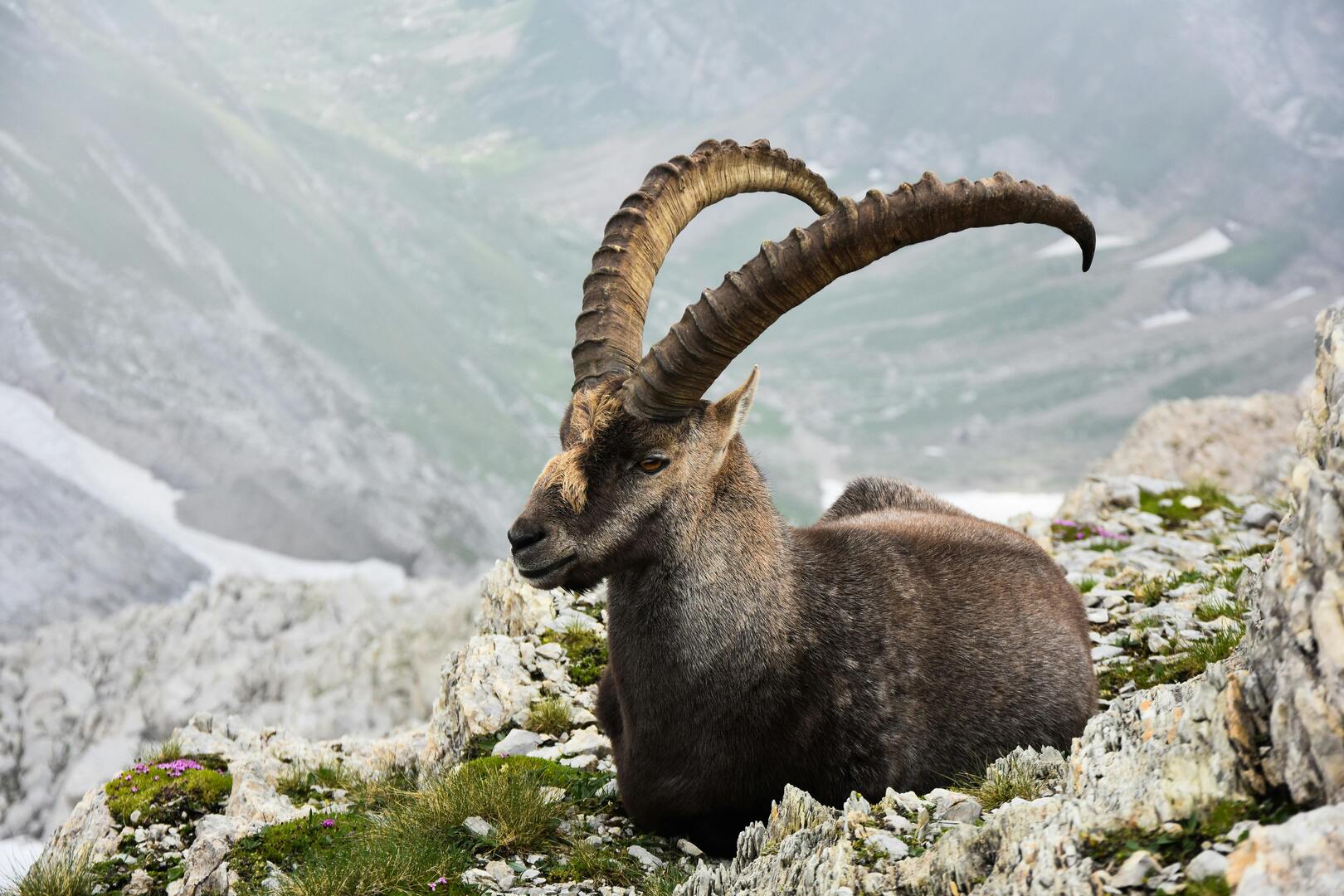 Alpine Ibex in the Alps
